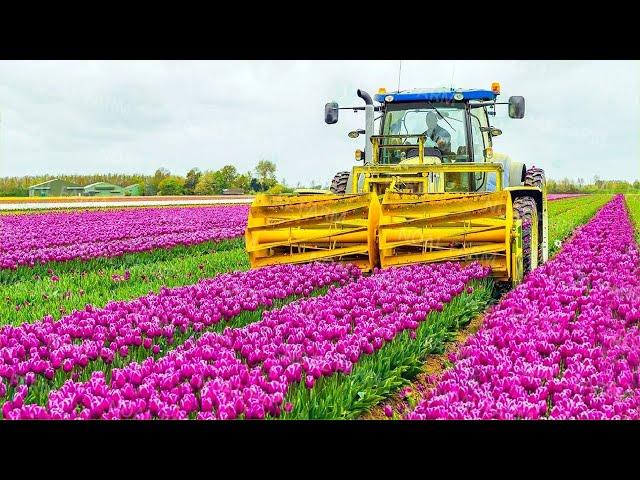 How 2 Billion Tulip Bulbs Are Produced and Harvested - Tulips Cultivation Technique in Green House