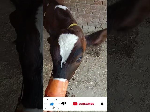 Mini cow and beautiful short video wow Animals1