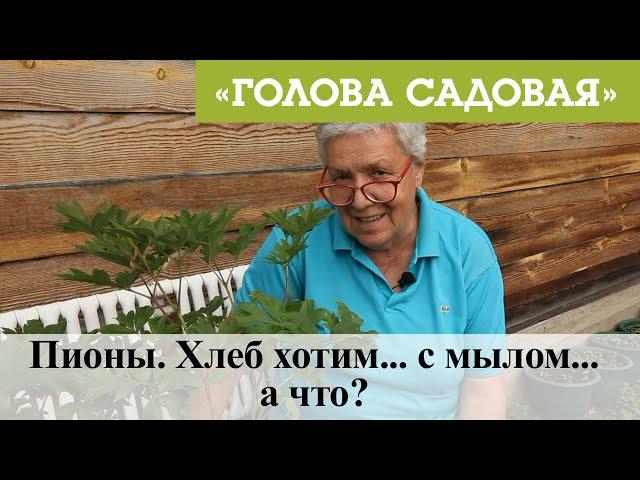 Голова садовая - Пионы. Хлеб хотим... с мылом...а что?