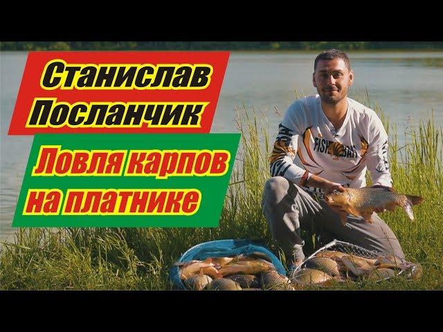 Ловля карпов на платном водоеме со Станиславом Посланчиком. Фидер. Карп.