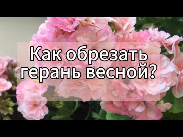 Как правильно обрезать Герань для пышного цветения?️