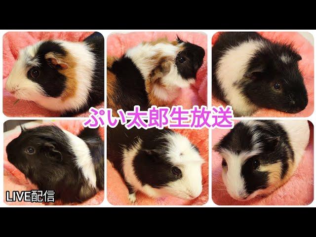 モル太郎ライブカメラ　guineapig!!