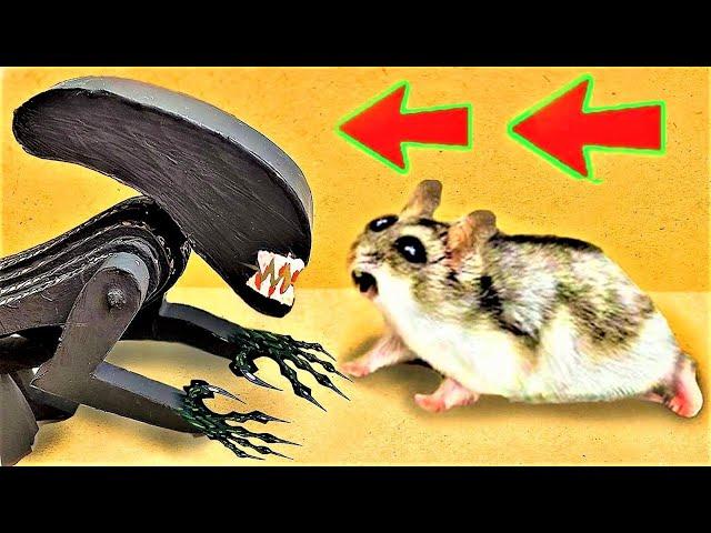 Alien Hamster Maze with Traps [OBSTACLE COURSE] + BONUS