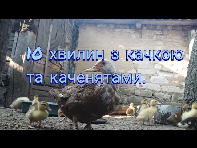 Доброго ранку! Смачного сніданку! Повадки мами качки.