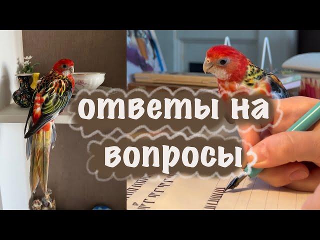 Ответы на вопросы про розеллу