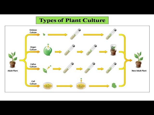 Introduction to Plant Tissue Culture and its applications By Dr.  G. S. Panwar