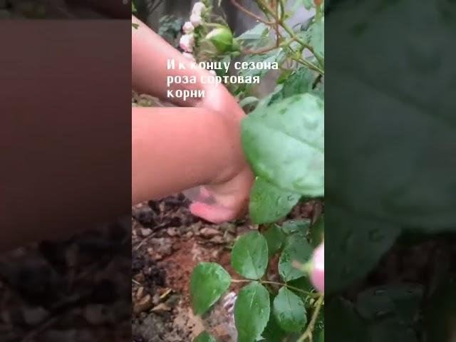 Как укоренять розы Seedlandia.ru - семена и саженцы декоративных  растений для сада и дома