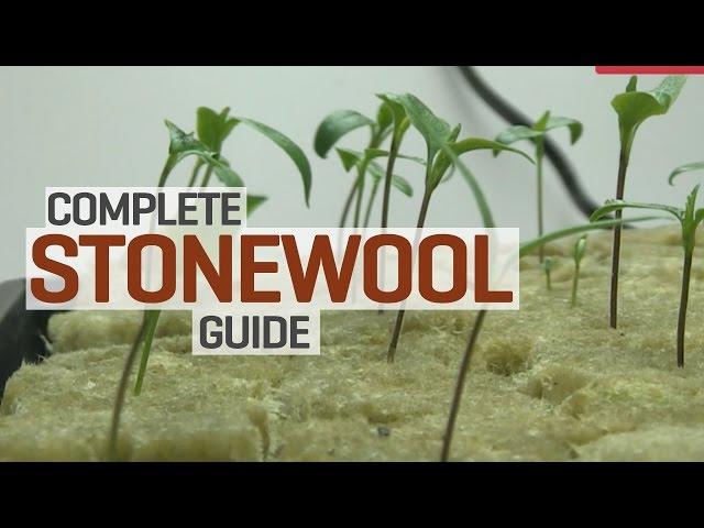 Rockwool Hydroponics Propagation and Transplanting Complete Guide