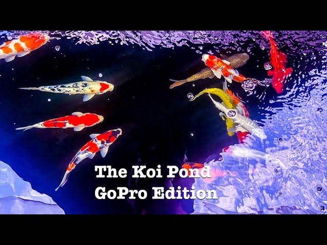 Koi Pond with GoPro