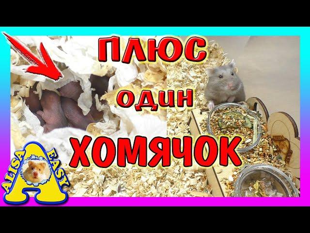 НАШЛИ ЕЩЕ ОДНОГО ХОМЯЧОНКА! / КОГДА РОДЯТСЯ МЫШАТА? / КАК ДЕЛА ХОМКИ ИЗЮМЧИКА? / Alisa Easy Pets