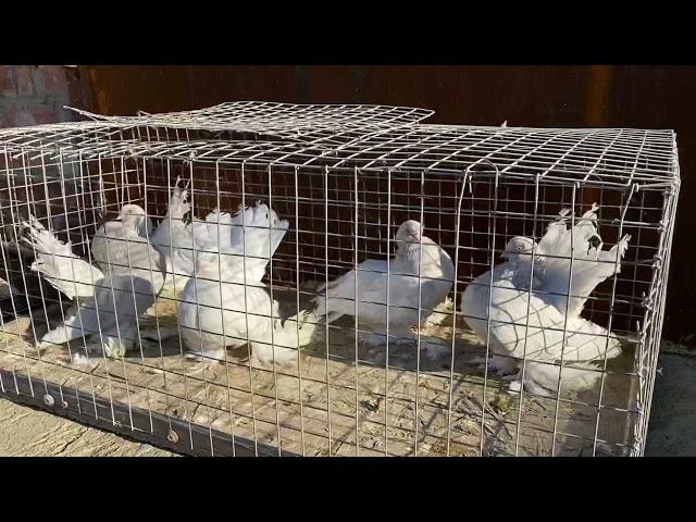 89186750867 Ростовский лебедь