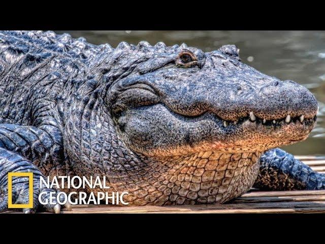 Гигантский крокодил (National Geographic)