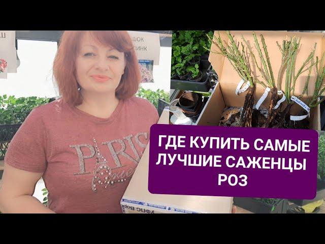 ПОЛУЧИЛА САЖЕНЦЫ РОЗ.ГДЕ КУПИТЬ САМЫЕ ЛУЧШИЕ САЖЕНЦЫ РАЗЛИЧНОГО ВИДА РОЗ-ТРЕСОРУКОВО ВОРОНЕЖСКАЯ ОБЛ