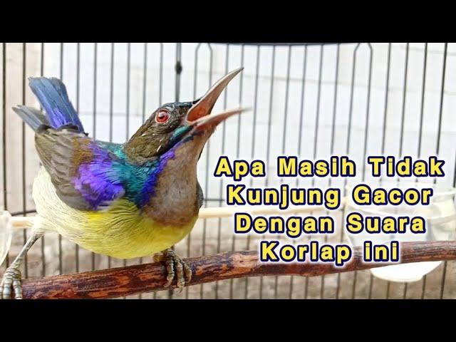 kolibri kelapa | wiceh | manggar | masteran korlap | apa masih tidak kunjung gacor dengan suara ini