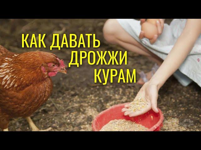 Дрожжевание комбикорма / Как давать курам дрожжи