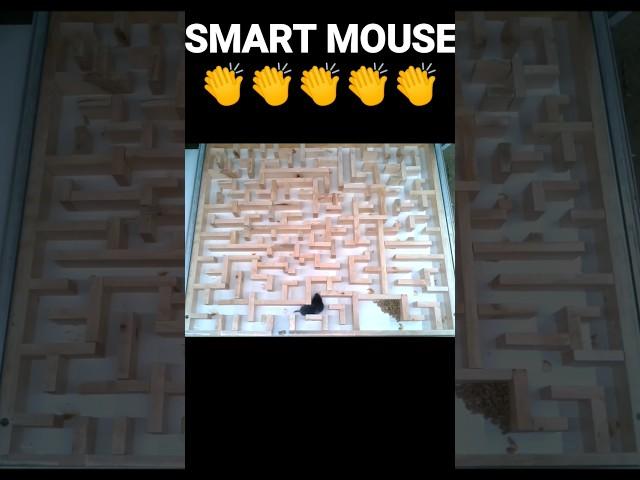 MOUSE TRAP LABYRINTH, smart mouse #mousetraplabyrinth #trap #smartmouse