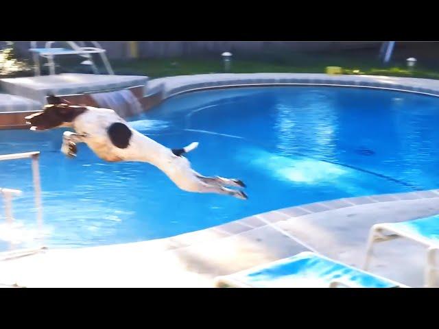 Funny Dogs Jumping Compilation