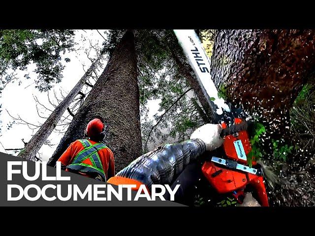 World's Most Dangerous Jobs: Lumberjacks | Free Documentary