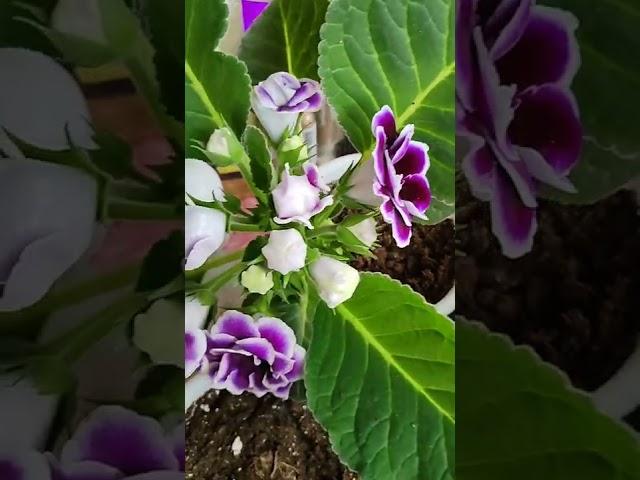 Секрет пышного цветения ГЛОКСИНИЙ