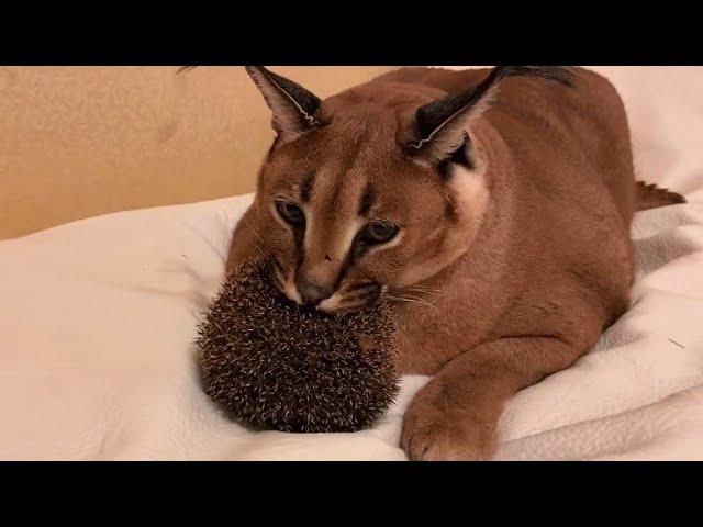 Big Floppa Bites a Hedgehog : Caracal