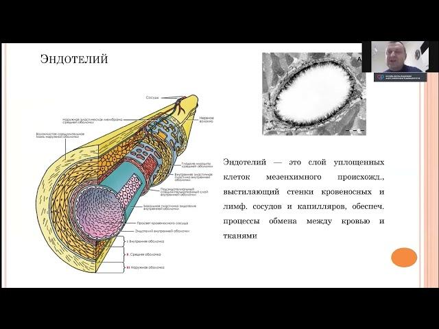 Протекция эндотелия при Ковид 19 Симутис И.С.