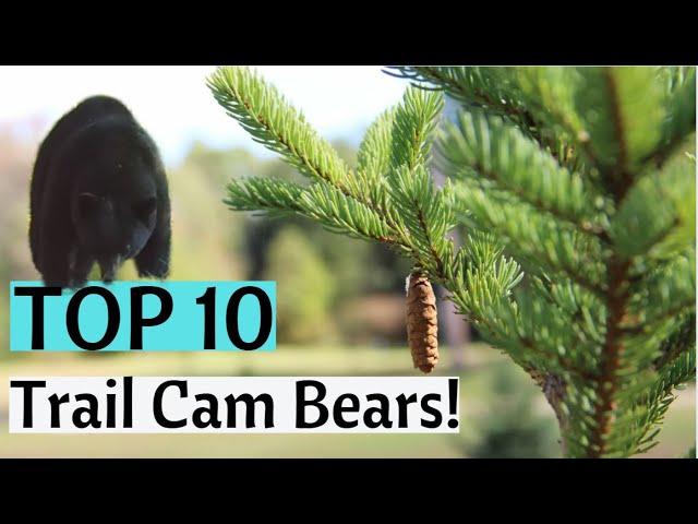 Trail Cam Videos - TOP 10 BEARS