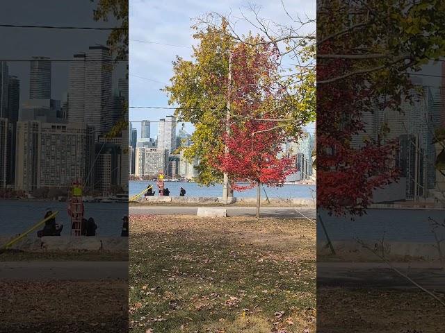 Toronto Island ️ Ward's Island #thingstodointoronto #torontoskyline #lakeontario