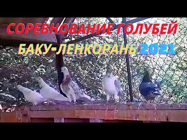 Соревнование голубей в Баку! Гулиев Мехман! Ленкорань!