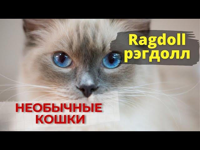 Ragdoll - большая и пушистая ЛЕНЬ. (Кошки породы "рэгдолл")