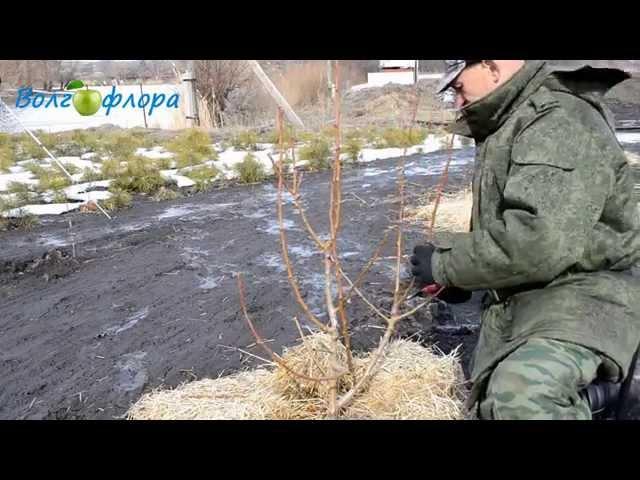 Формировка груши, второй год после посадки