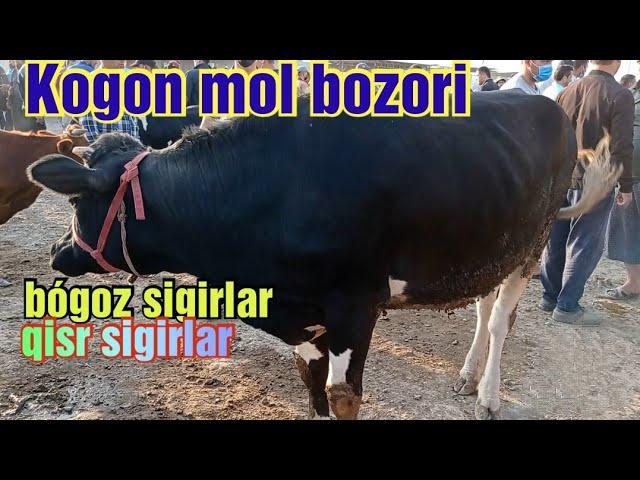 Kogon mol bozori bógoz sigirlar qisr sigirlar ona bola sigirlar 1/08/2021