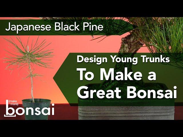 Designing Great Bonsai by Starting with Japanese Black Pine Seedlings