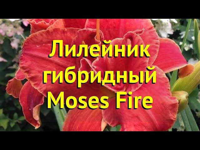 Лилейник гибридный Мозес Файе. Краткий обзор, описание характеристик hemerocallis Moses Fire