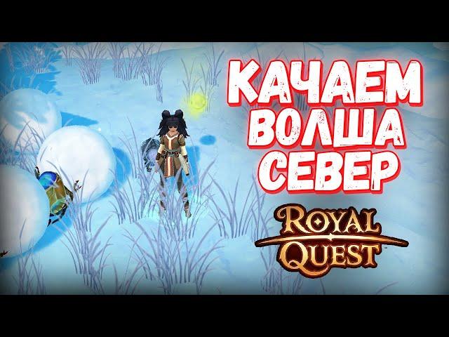 Волш с нуля до капа за стрим - Royal Quest