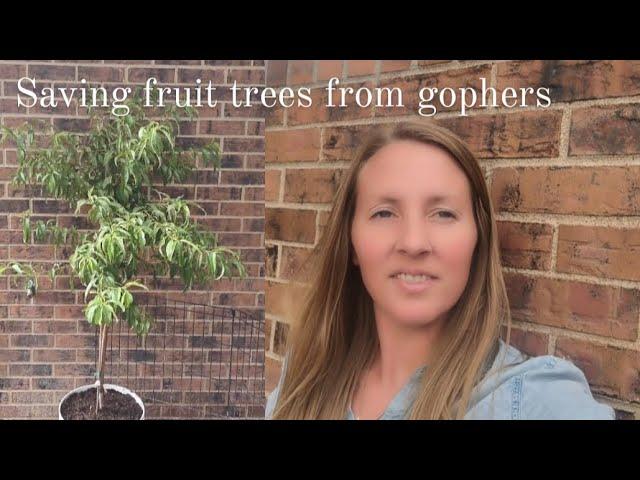 Saving fruit trees from gophers