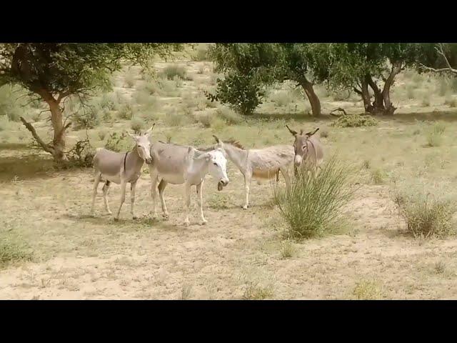 Male donkey meeting with Female donkey mating time| Animal breading | Animal Meeting |2024