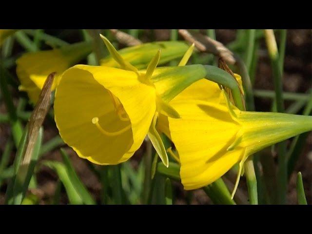 Narcissus bulbocodium 'Golden Bells' ("petticoat daffodil") - FarmerGracy.co.uk