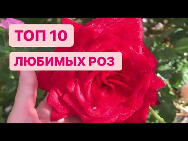 ТОП 10 ЛЮБИМЫХ РОЗ