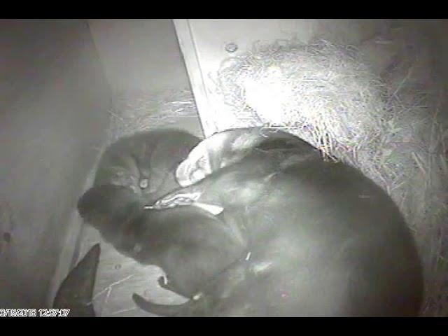 Otter Pup Nest Box Camera: March 19, 2018