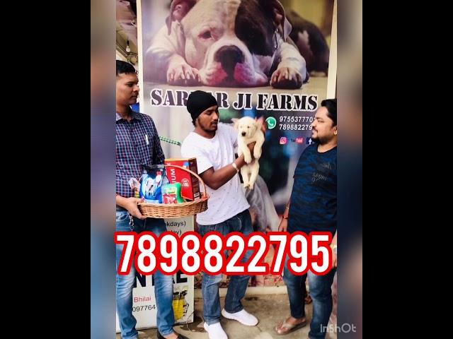 Happy Castumer day #Sardarjifarm's% Pure Show Quality Golden retrievers female puppy Chhattisgarh
