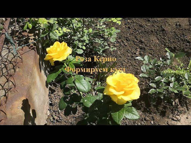 Роза Керио.Формирование куста/Rose Kerio