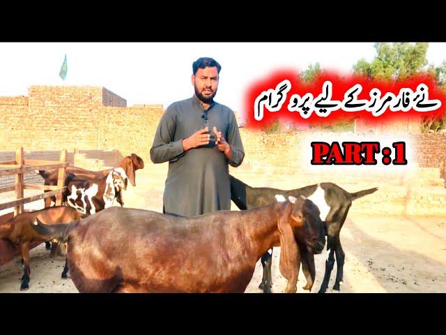 How to start goat farming complete program pt:1 ustad farhan gujjar