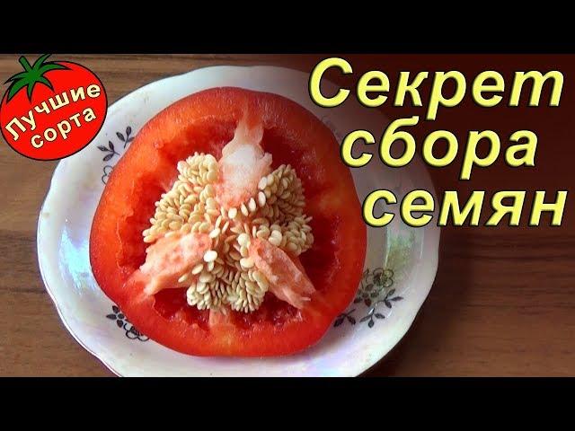 СОБИРАЙТЕ ТАК СЕМЕНА ПЕРЦА! Лучше всходят и долго хранятся