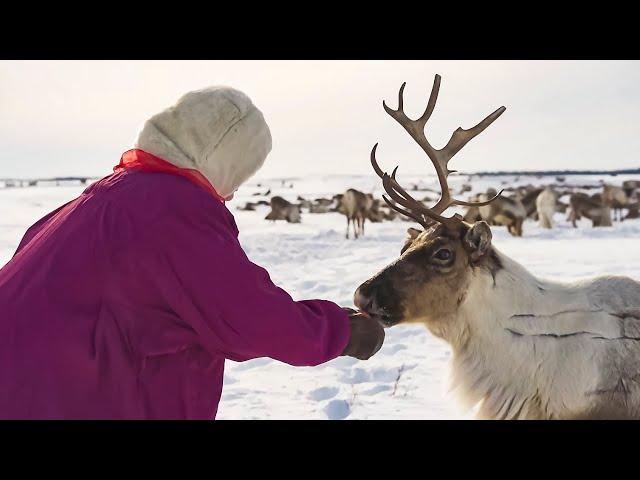 Оленеводы Севера. Жизнь в Арктике | Северный колорит