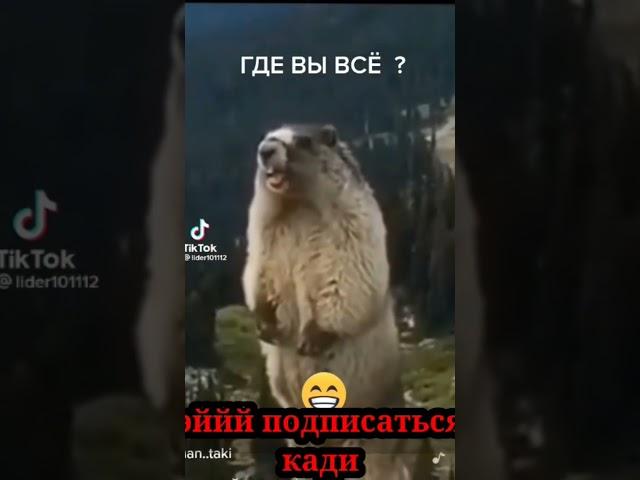 ИН АЙ ЯКХЕЛ БРОГЕРО ЁД ГРИФТАЙ 