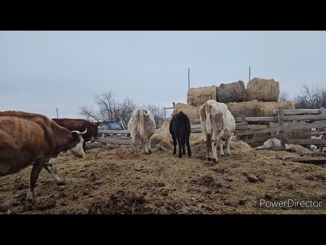 НАС УЖЕ ТРОЕМЯСО МОСКВИЧАМ И ПУХОВЫЕ ПЛАТКИ