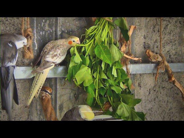 Cockatiels and Sweet Potato Greens