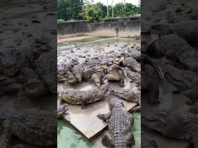 Working every day ! You need this job , Feeding to crocodile at farm #crocodile #short EP14