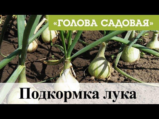 Голова садовая - Подкормка лука