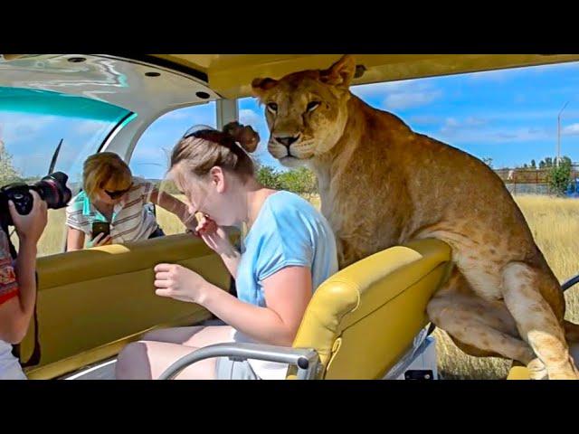 TOURISTS ARE SHOCKED BY OUR LIONS!